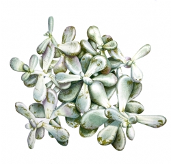 Pachyphytum Oviferum by Emma Tildesley on Saunders Waterford HP