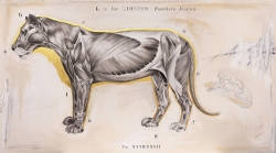 L is for Lioness III - Big Cat by Elizabeth Waggett