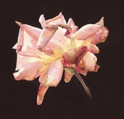 Compassion the light shines throughby Billy Showell-SWaterford