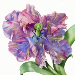 Purple Parrot by Billy Showell on Saunders Waterford HP 300gsm 