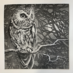 Song of the Saw Whet Owl, Etching by Kathryn Anderson on Somerset
